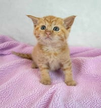 Lauderdale - Photo 4