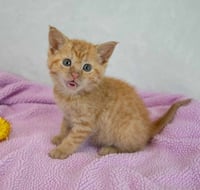 Lauderdale - Photo 5