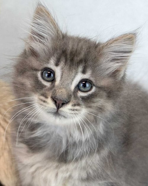 FITZ - Domestic Long Hair / Tabby available for adoption