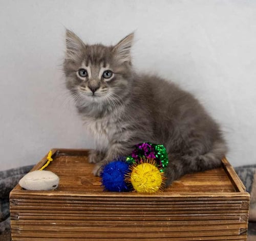 FITZ - Domestic Long Hair / Tabby available for adoption