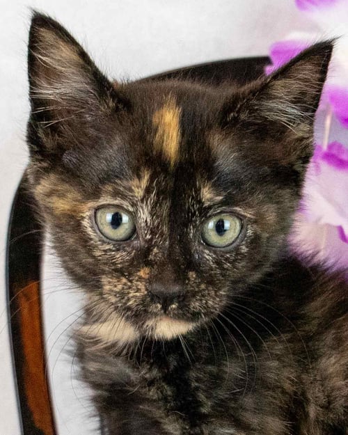 PENNYWISE - Domestic Short Hair / Tortoiseshell available for adoption