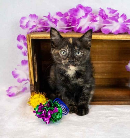 PENNYWISE - Domestic Short Hair / Tortoiseshell available for adoption