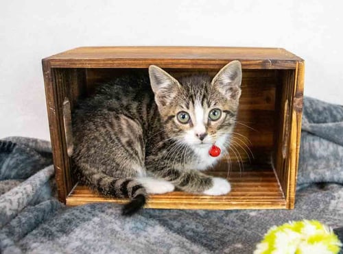 MALIK - Domestic Short Hair / Tabby available for adoption