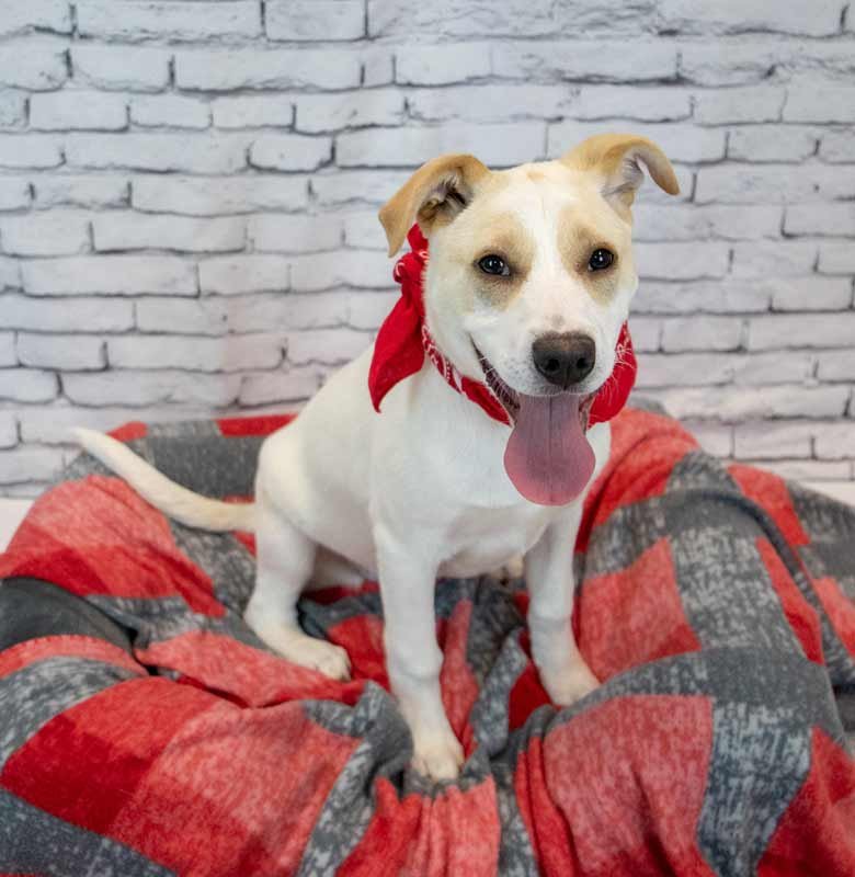 LOVIE - Labrador Retriever / Hound available for adoption