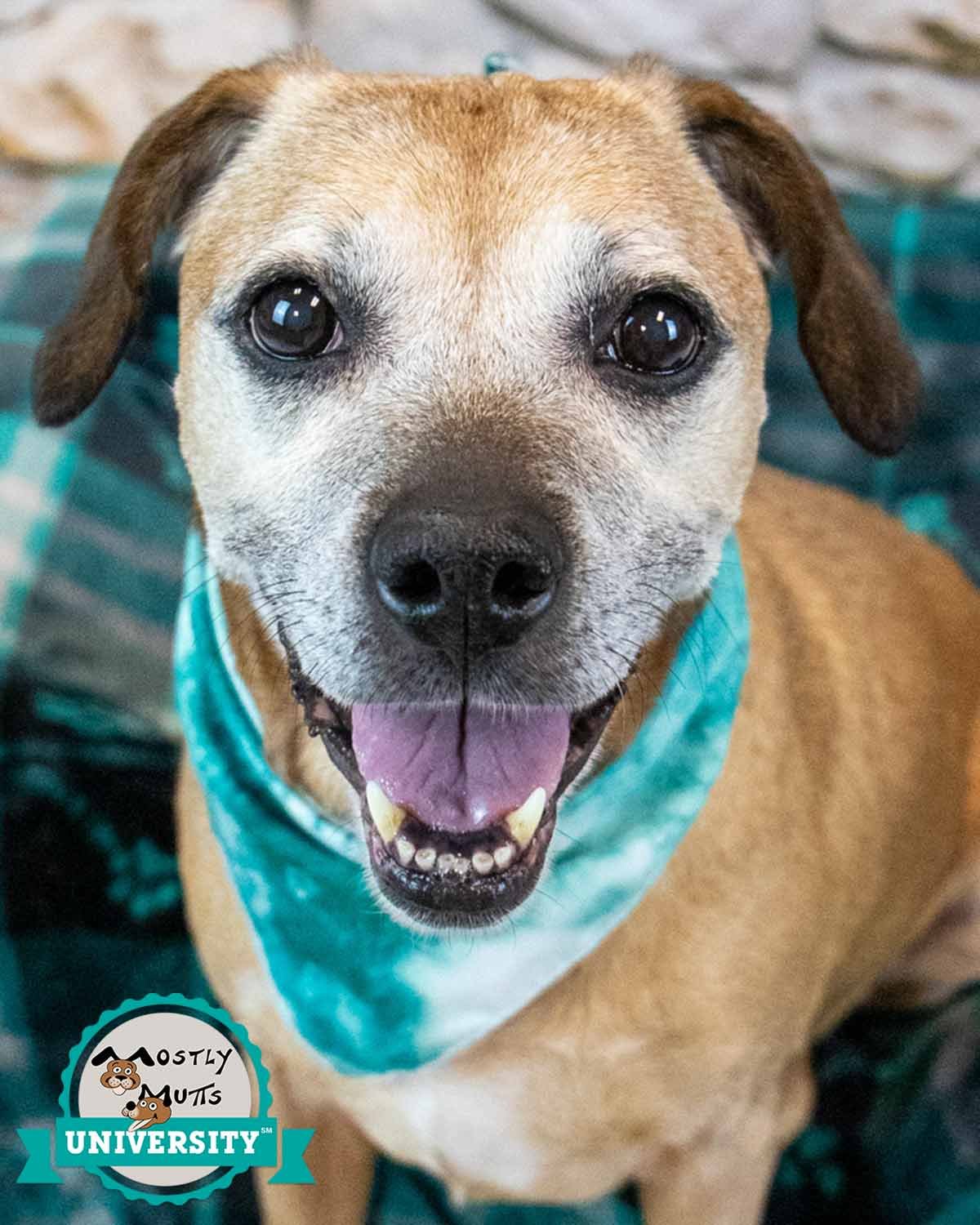 HONEYBUN - Beagle / Labrador Retriever available for adoption