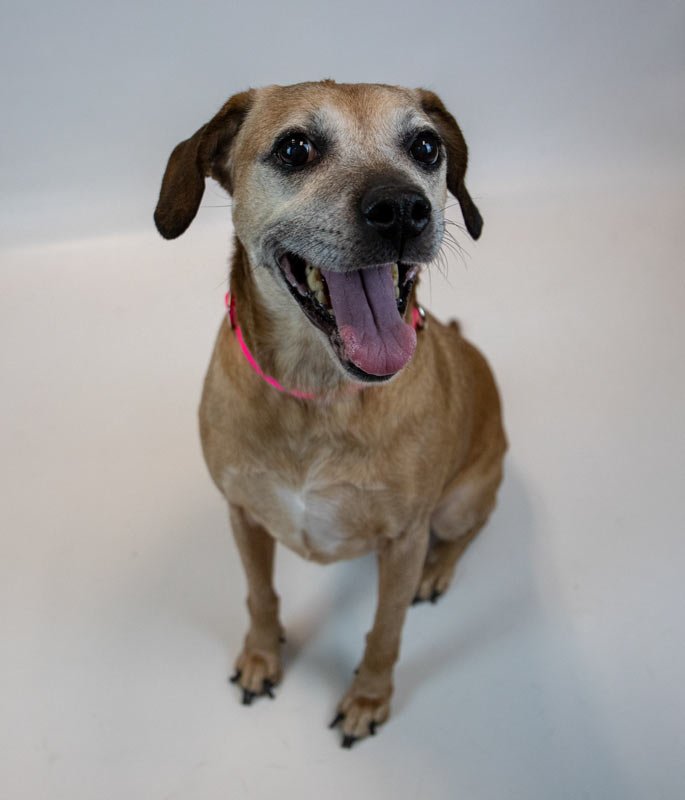 HONEYBUN - Beagle / Labrador Retriever available for adoption