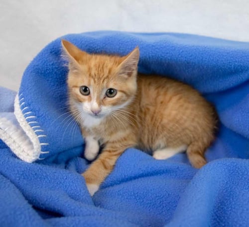 EARL GREY - Domestic Short Hair / Tabby available for adoption