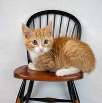 Earl Grey - Photo 5