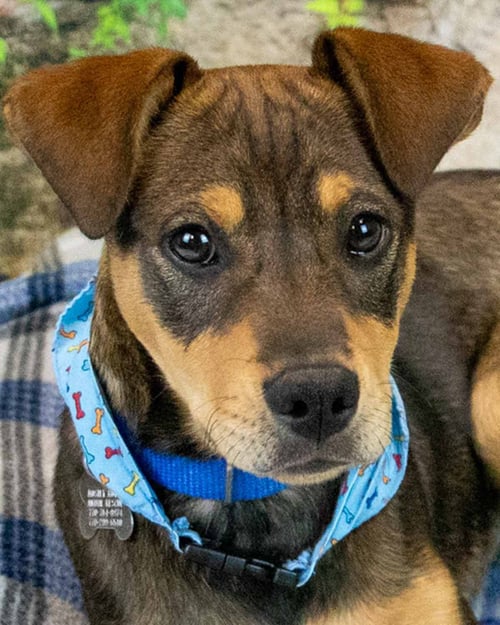LENNY - Beagle / Jack Russell Terrier available for adoption