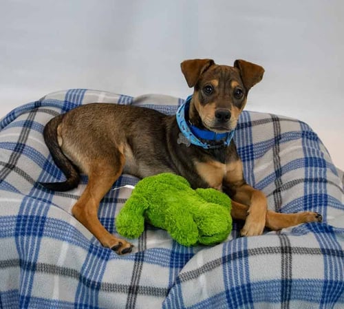 LENNY - Beagle / Jack Russell Terrier available for adoption