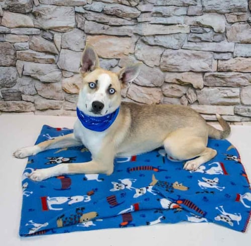 CALLAHAN - Cattle Dog available for adoption