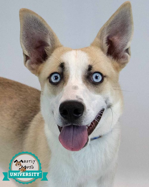 CALLAHAN - Cattle Dog available for adoption