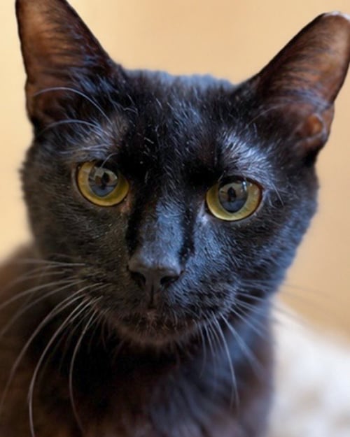 BERNADETTE - Domestic Short Hair available for adoption