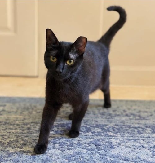 BERNADETTE - Domestic Short Hair available for adoption