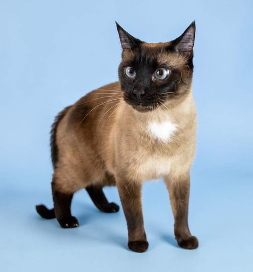 PEETA - Domestic Short Hair / Siamese available for adoption