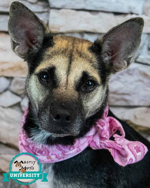 MEGAN - Shepherd available for adoption