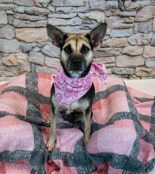 MEGAN - Shepherd available for adoption