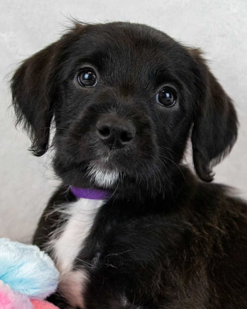 KATE - Labrador Retriever / Terrier available for adoption