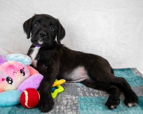 KATE - Labrador Retriever / Terrier available for adoption
