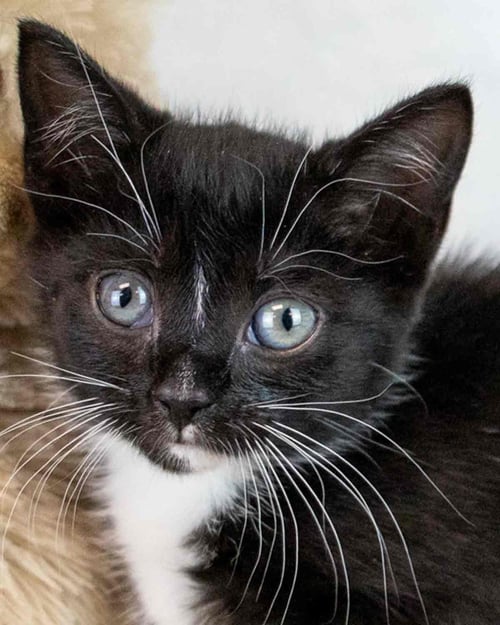 LILAC - Domestic Short Hair / Tuxedo for adoption in Atlanta
