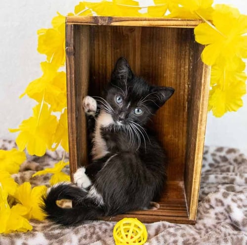 LILAC - Domestic Short Hair / Tuxedo available for adoption