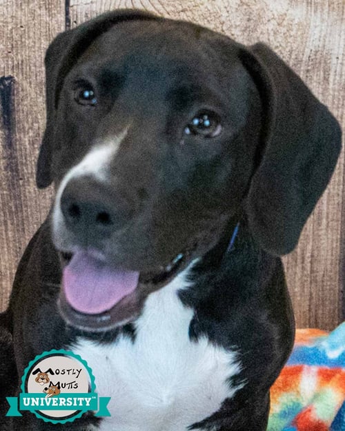 TITUS - Hound / Labrador Retriever available for adoption