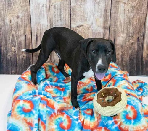 TITUS - Hound / Labrador Retriever available for adoption