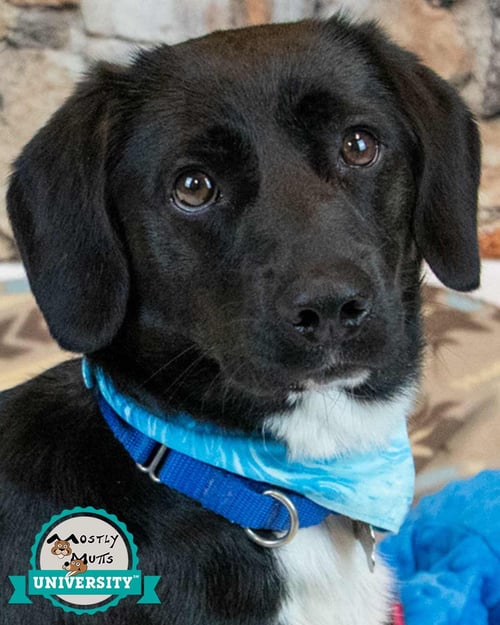 CONNOR - Labrador Retriever / Dachshund available for adoption