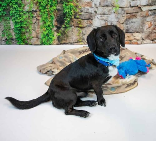 CONNOR - Labrador Retriever / Dachshund available for adoption