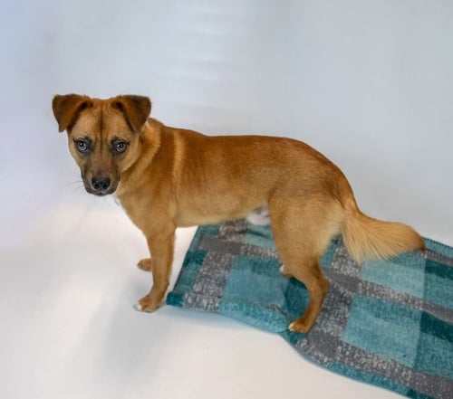 WESTON - Terrier available for adoption