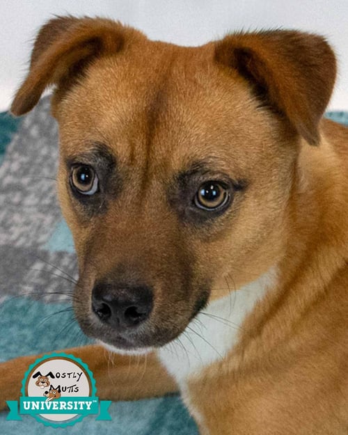 WESTON - Terrier available for adoption
