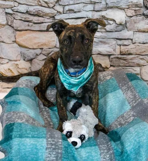 MARSHALL - Shepherd / Basset Hound available for adoption