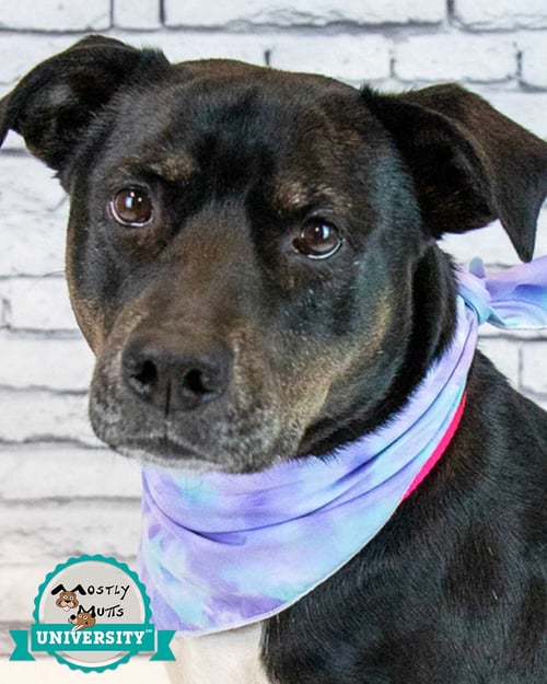 YASMEEN - Labrador Retriever / Terrier available for adoption