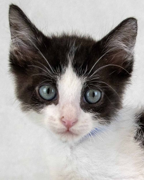 FINN - Domestic Short Hair available for adoption