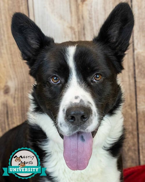 LEON - Corgi / Labrador Retriever available for adoption