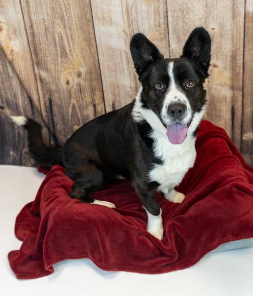 LEON - Corgi / Labrador Retriever available for adoption