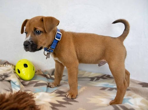 BISCOFF - Hound / Boxer available for adoption