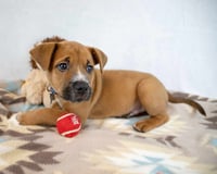 Biscoff - Photo 4