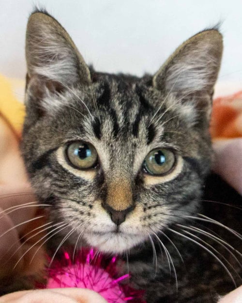 STARDUST - Domestic Short Hair / Tabby for adoption in Atlanta