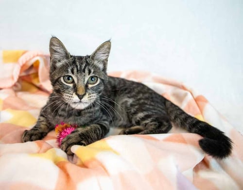 STARDUST - Domestic Short Hair / Tabby available for adoption