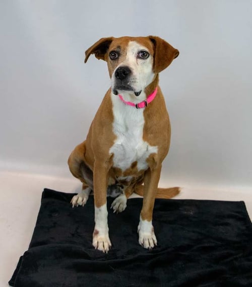 MAMA - Hound available for adoption
