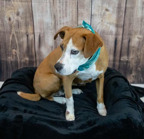 MAMA - Hound available for adoption