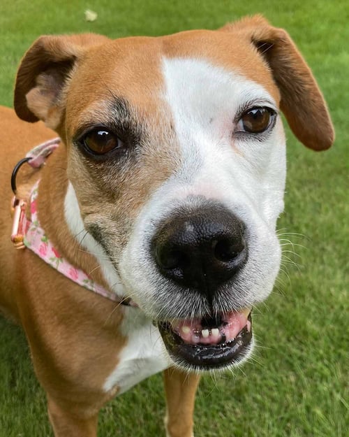 MAMA - Hound available for adoption