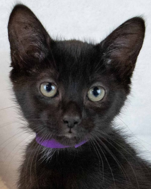 TOPANGA - Domestic Short Hair available for adoption