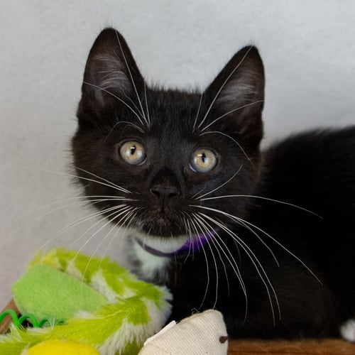 CANNOLI - Domestic Short Hair / Tuxedo for adoption in Sandy Springs