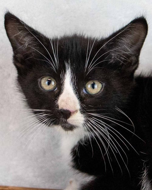 SNEAKER - Domestic Short Hair / Tuxedo available for adoption