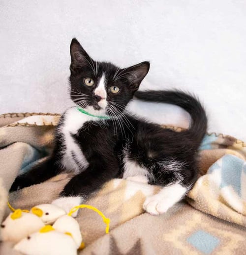 SNEAKER - Domestic Short Hair / Tuxedo available for adoption