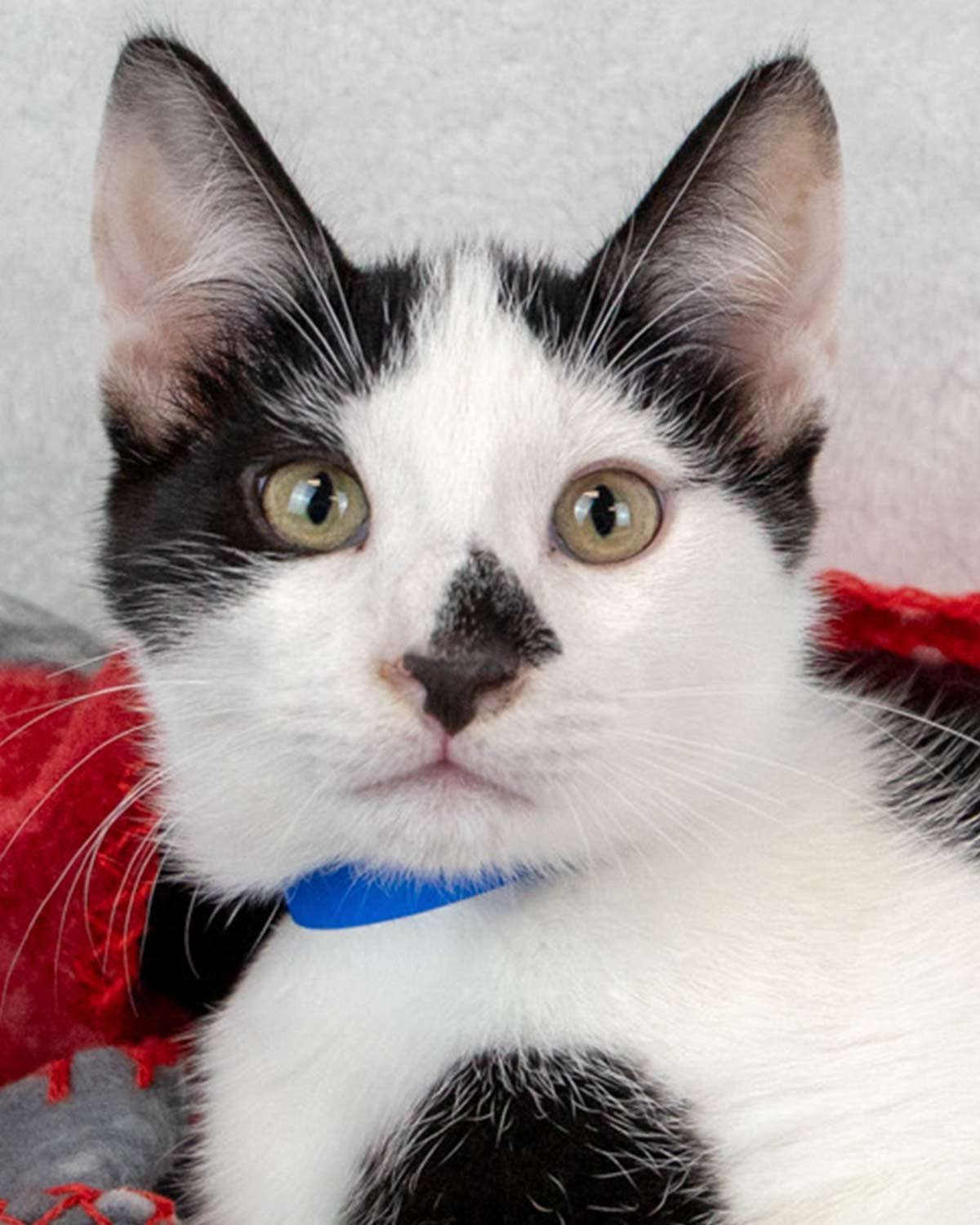 NIAGARA - Domestic Short Hair available for adoption