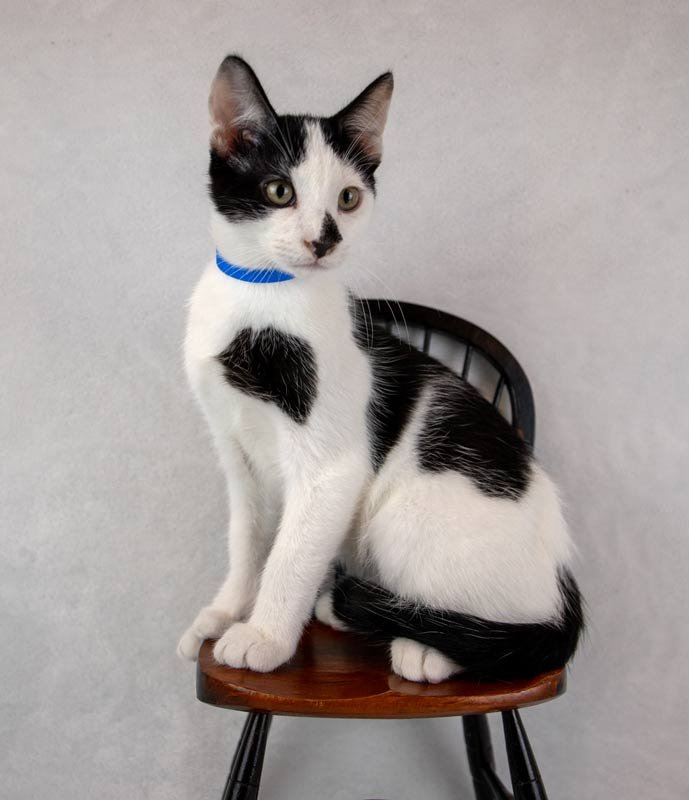 NIAGARA - Domestic Short Hair available for adoption