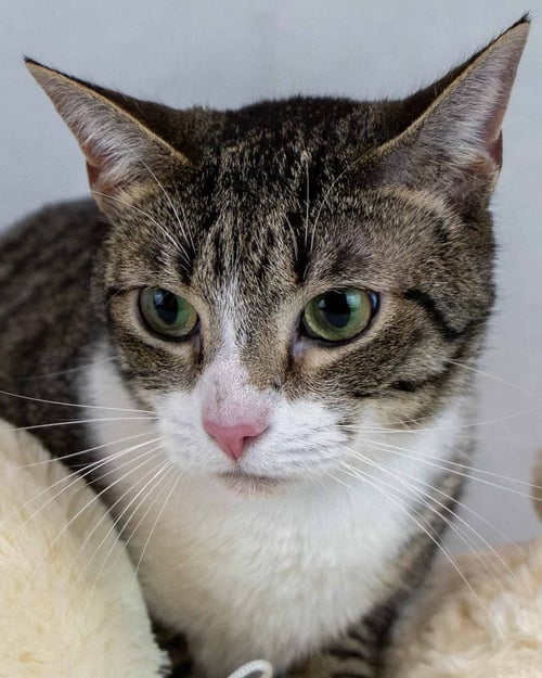 FESCUE - Domestic Short Hair / Tabby available for adoption